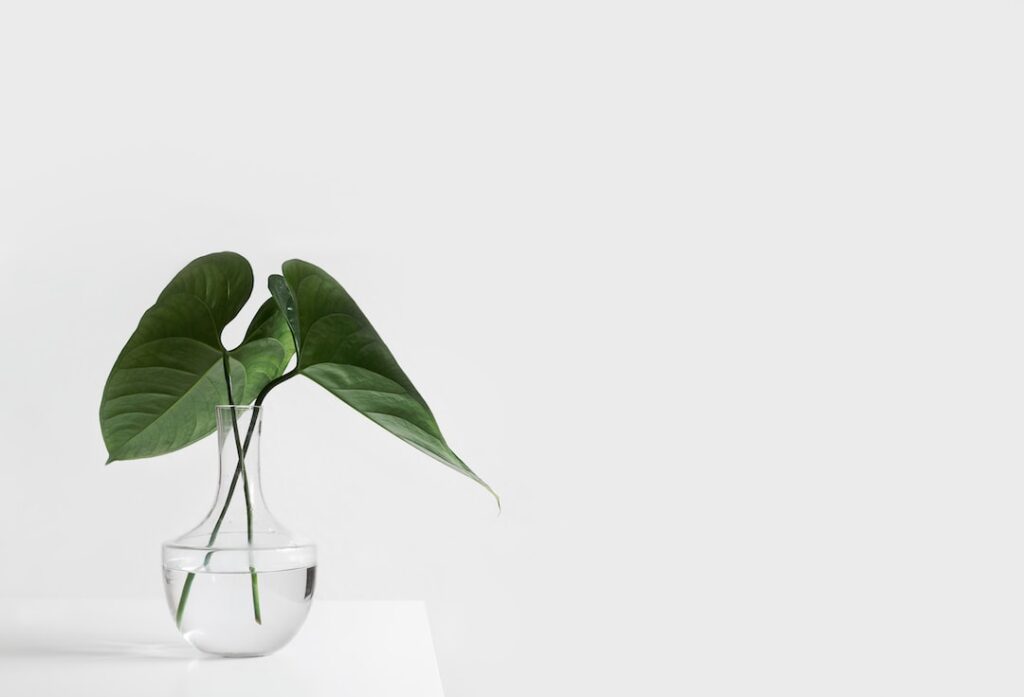 Plant in a minimalist vase to symbolize zero waste